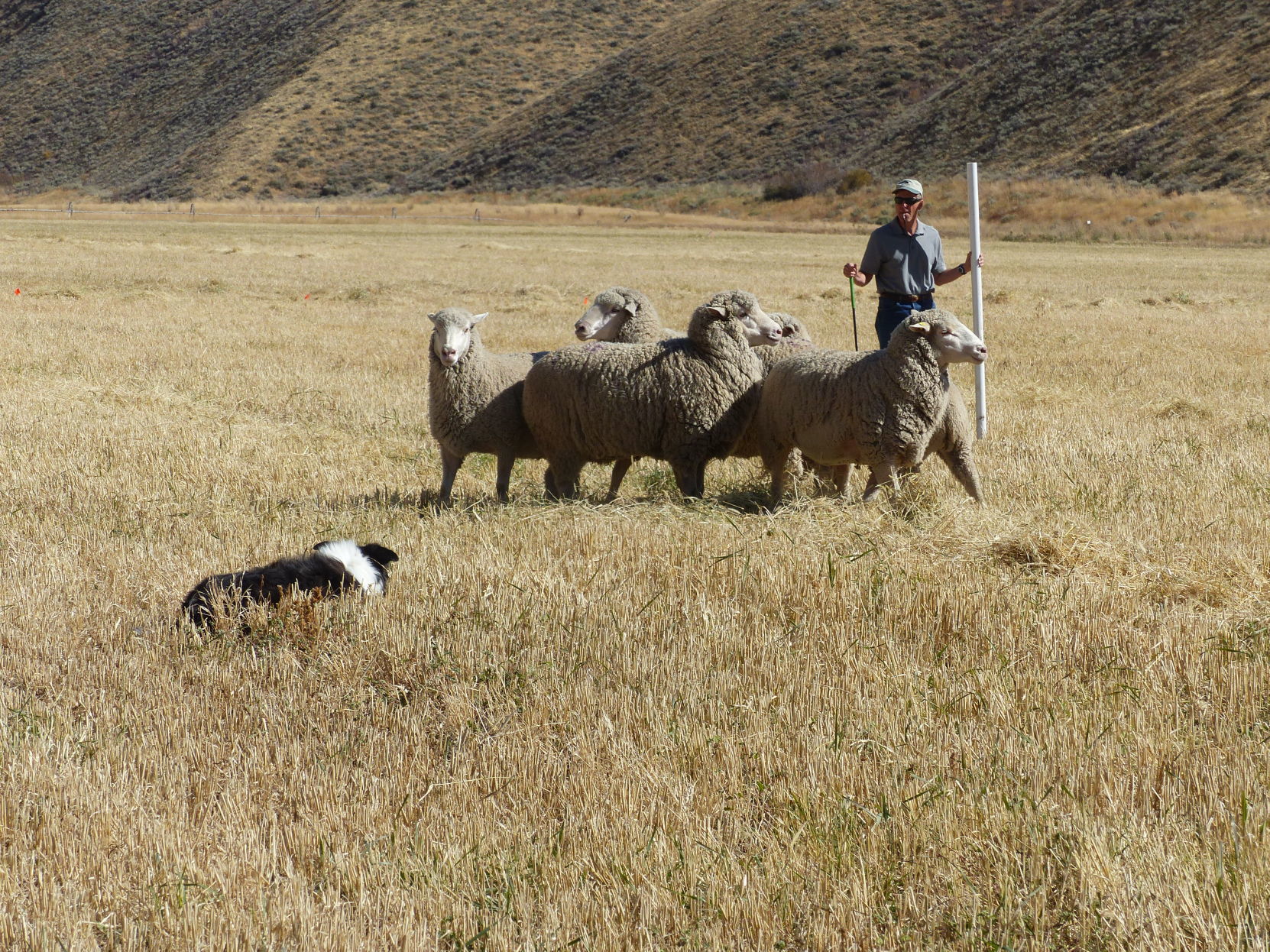 Sheep Fair